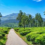 Places-to-visit-in-Wayanad-feature-compressed