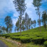 wayanad-pic